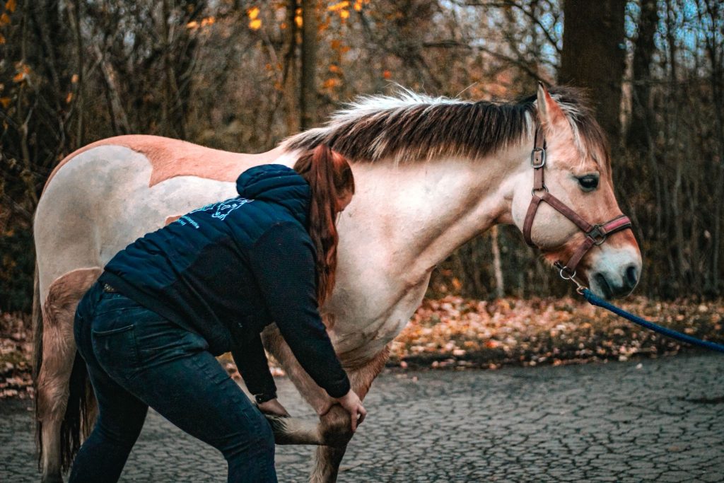 Pferdeosteopathie Behandlung